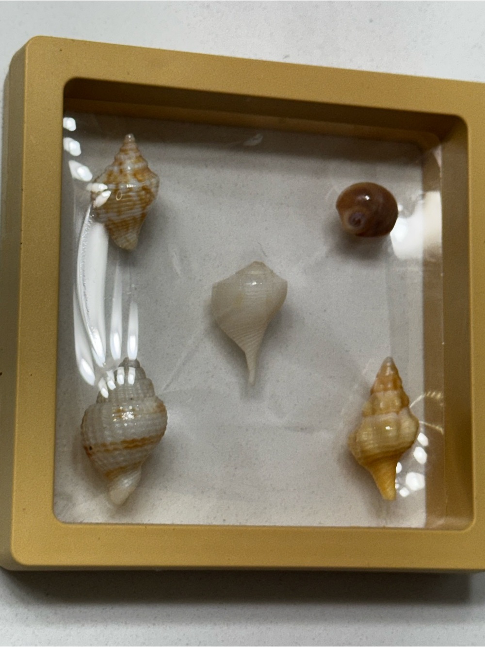 Seashell Floating Frame Display with Mixed Natural Shells - Cream, Tan, &Yellow